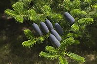 Flora-Baum-Tanne-Korea-20130608-077.jpg
