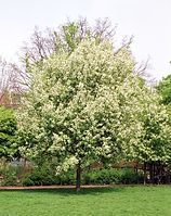 Flora-Baum-Traubenkirsche-200205-06.jpg