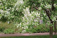 Flora-Baum-Traubenkirsche-200205-08.jpg