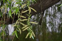 Flora-Baum-Trauerweide-20140404-137.jpg