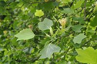 Flora-Baum-Tulpenbaum-20140617-100.jpg