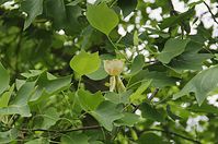 Flora-Baum-Tulpenbaum-20140617-101.jpg