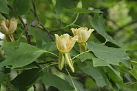 Flora-Baum-Tulpenbaum-20140617-103.jpg