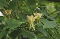Flora-Baum-Tulpenbaum-20140617-104.jpg