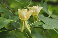 Flora-Baum-Tulpenbaum-20140617-105.jpg