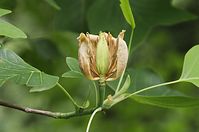 Flora-Baum-Tulpenbaum-20140617-107.jpg