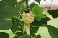 Flora-Baum-Tulpenbaum-20140617-108.jpg