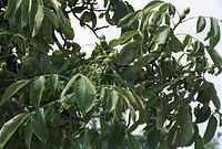 Flora-Baum-Walnuss-20020609-018.jpg
