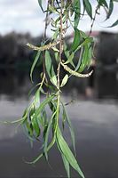 Flora-Baum-Weide-20020421-01.jpg
