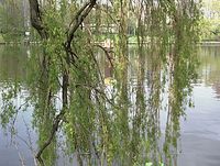 Flora-Baum-Weide-20020421-02.jpg