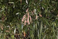 Flora-Baum-Weide-20060624-12.jpg
