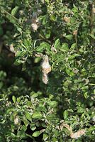 Flora-Baum-Weide-20080602-13.jpg