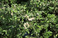 Flora-Baum-Weide-20080602-14.jpg