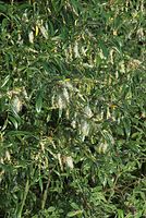 Flora-Baum-Weide-20080602-22.jpg
