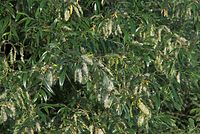 Flora-Baum-Weide-20080602-23.jpg