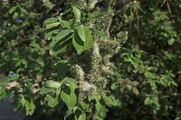 Flora-Baum-Weide-20090426-20.jpg