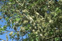 Flora-Baum-Weide-20090426-21.jpg