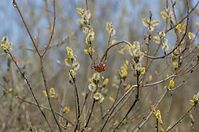 Flora-Baum-Weide-20130420-148.jpg