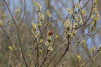 Flora-Baum-Weide-20130420-149.jpg