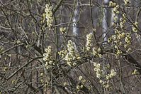 Flora-Baum-Weide-20130420-150.jpg