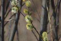 Flora-Baum-Weide-20130420-151.jpg