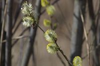 Flora-Baum-Weide-20130420-152.jpg