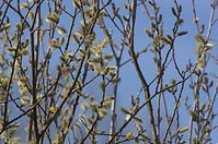 Flora-Baum-Weide-20130420-153.jpg