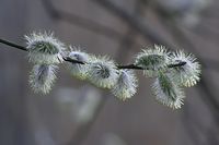 Flora-Baum-Weide-20140313-100.jpg