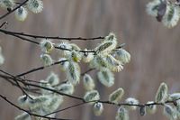 Flora-Baum-Weide-20140313-102.jpg