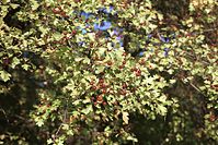 Flora-Baum-Weissdorn-200110-60.jpg