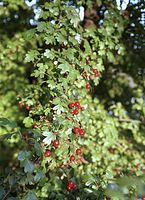 Flora-Baum-Weissdorn-200111-21.jpg