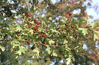 Flora-Baum-Weissdorn-200111-22.jpg