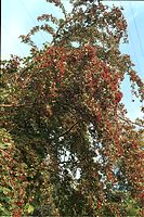 Flora-Baum-Weissdorn-200111-27.jpg