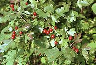 Flora-Baum-Weissdorn-200111-29.jpg