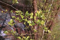 Flora-Baum-Weissdorn-20020400-19.jpg