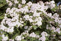 Flora-Baum-Weissdorn-20020515-24.jpg