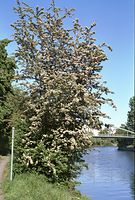Flora-Baum-Weissdorn-20020515-60.jpg