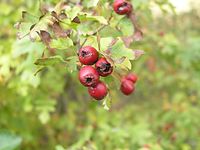 Flora-Baum-Weissdorn-20041009-51.jpg