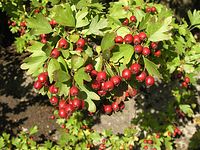Flora-Baum-Weissdorn-20041009-53.jpg