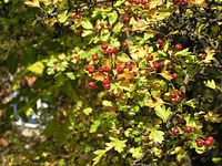 Flora-Baum-Weissdorn-20041009-55.jpg