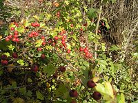 Flora-Baum-Weissdorn-20041009-57.jpg