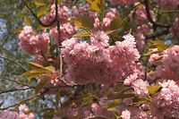Flora-Baum-Zierkirsche-20060507-19.jpg