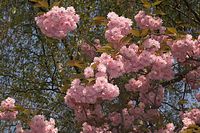 Flora-Baum-Zierkirsche-20060507-20.jpg