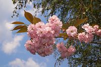 Flora-Baum-Zierkirsche-20060507-23.jpg