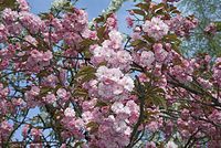 Flora-Baum-Zierkirsche-20070415049.jpg