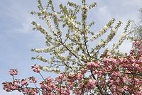 Flora-Baum-Zierkirsche-20070415051.jpg