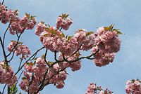 Flora-Baum-Zierkirsche-20070415054.jpg