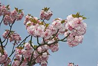Flora-Baum-Zierkirsche-20070415055.jpg