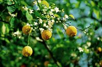 Flora-Baum-Zitrone-199703-12.jpg