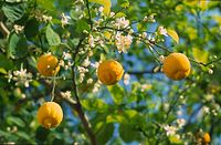 Flora-Baum-Zitrone-199703-335.jpg
